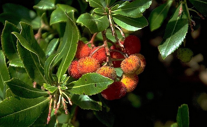Pietracorbara Erdbeerbaum
