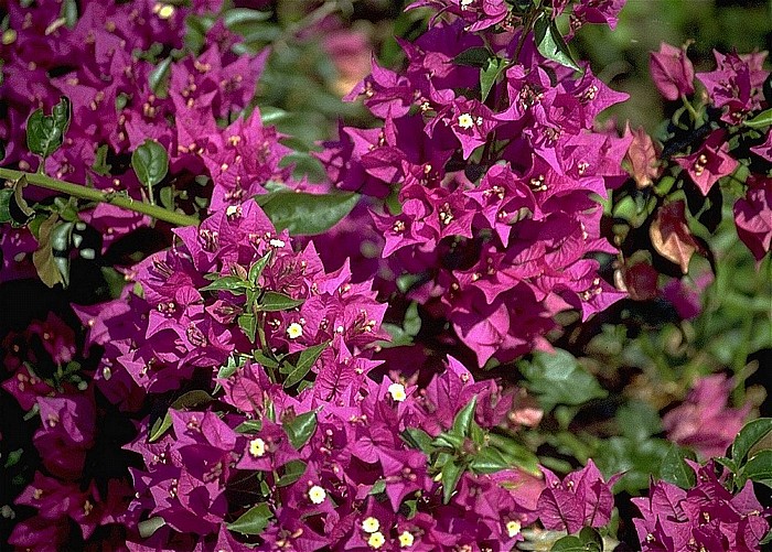 Cap Corse Bougainvillea