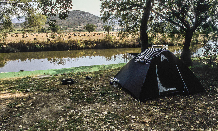 Campingplatz La Pinede, L'Aliso, Schafherde Saint-Florent