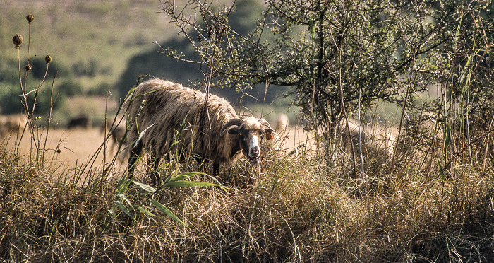 Blick vom Campingplatz La Pinede: Schaf Saint-Florent