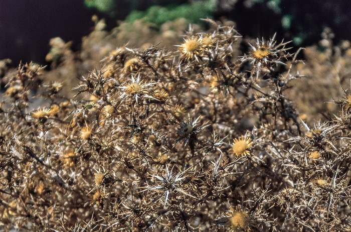 Arrondissement d'Ajaccio