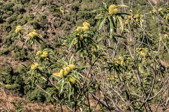 Arrondissement d'Ajaccio