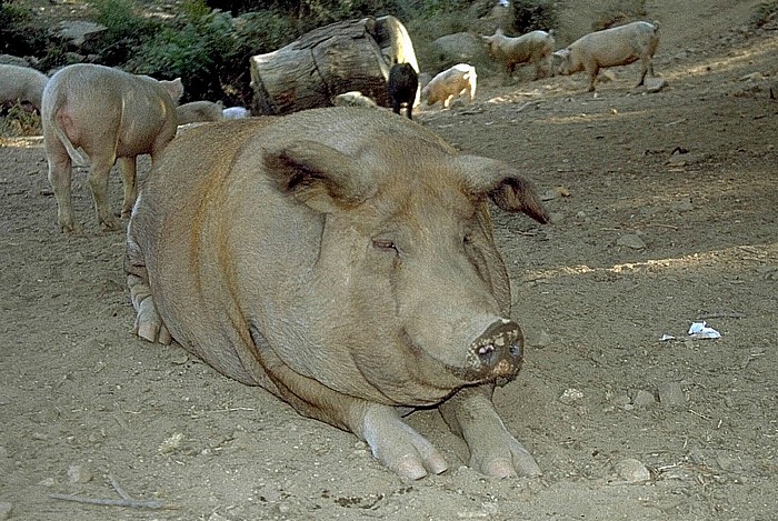 Wilde Hausschweine Porto-Tal (Korsika)