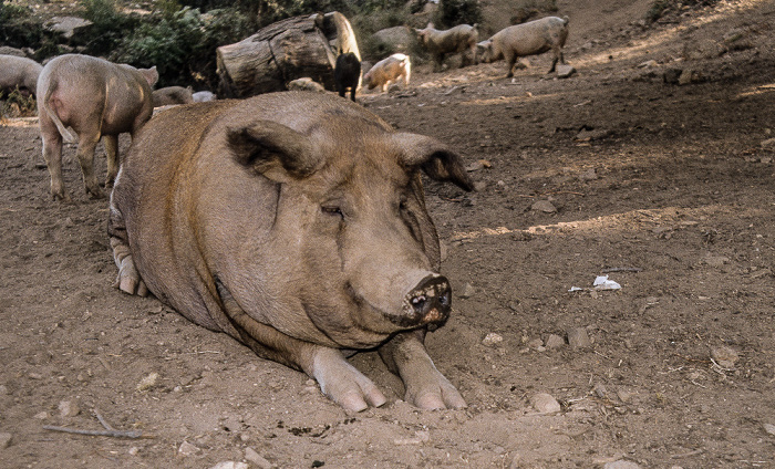 Wilde Hausschweine Arrondissement d'Ajaccio