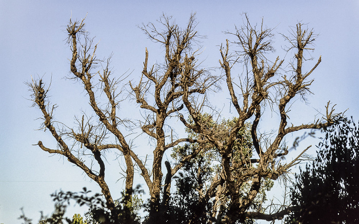 Arrondissement de Corte