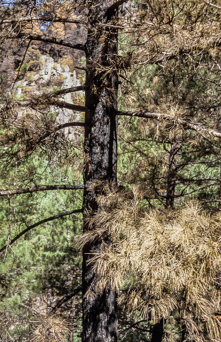 Arrondissement de Corte