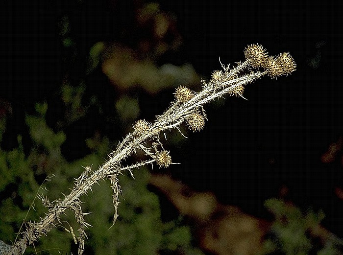 Restonica Distel