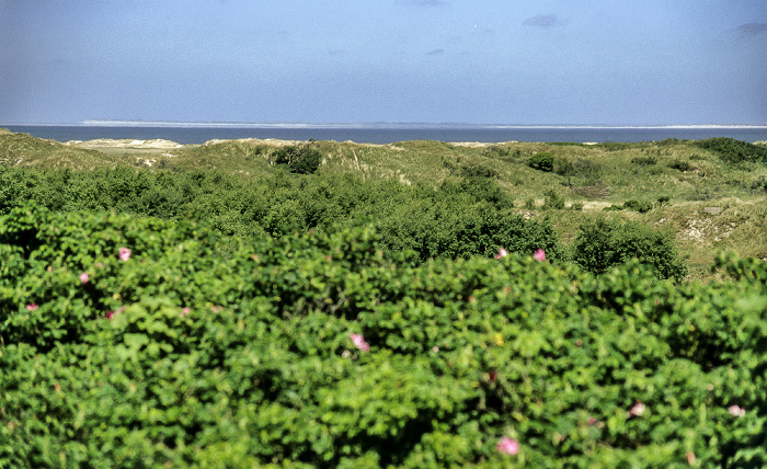 Borkum