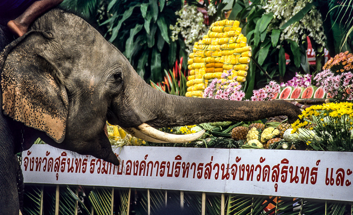 Surin Elephant Round-up: Elefantenfütterung Surin