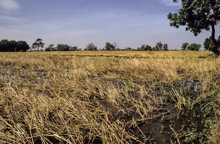 Reisfelder Provinz Surin