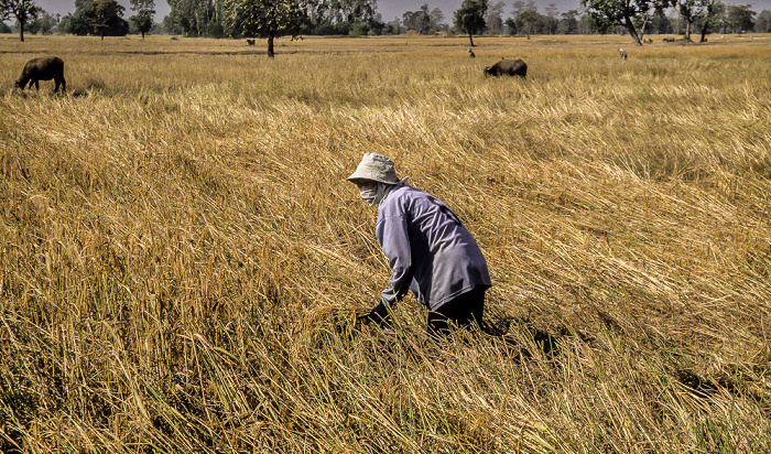 Reisfelder: Ernte Provinz Surin