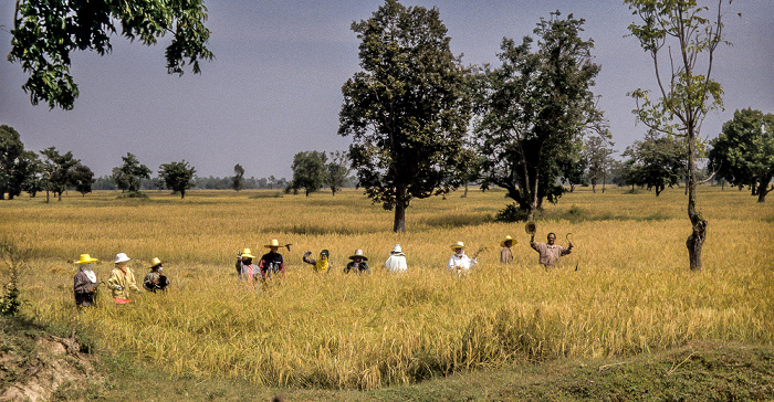 Provinz Surin Reisfelder