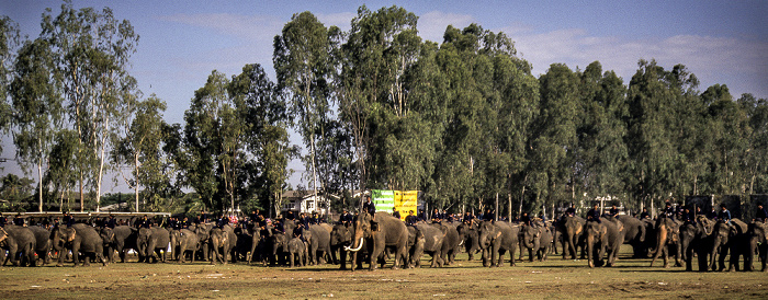 Surin Elephant Round-up: Elefantenstadion Surin