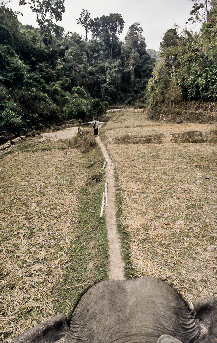Ritt auf dem Elefanten Doi Inthanon-Nationalpark