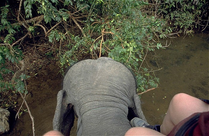 Ritt auf dem Elefanten Doi Inthanon-Nationalpark