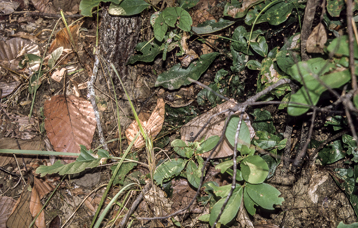 Doi Inthanon-Nationalpark