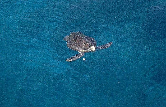 Schildkröte Similan Islands