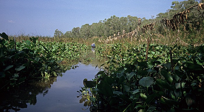 Mekong-Delta Rung Tram-Wald