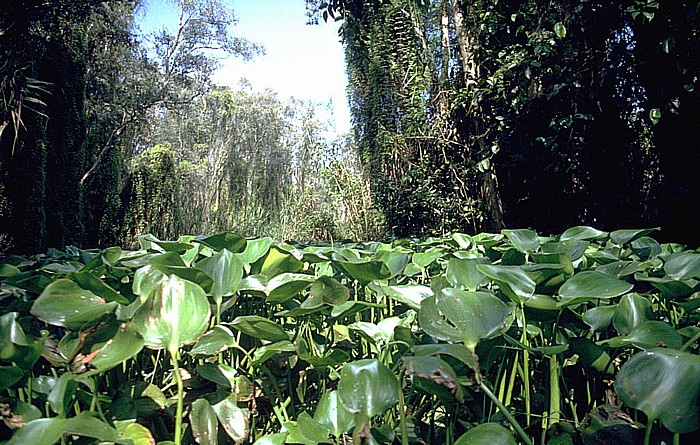 Mekong-Delta Rung Tram-Wald