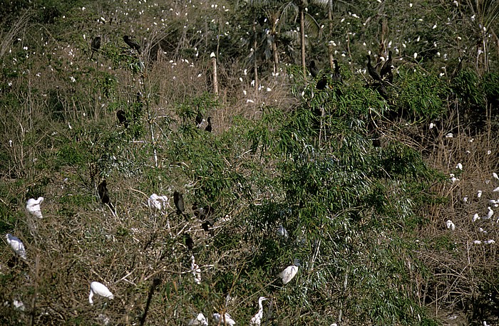 Mekong-Delta