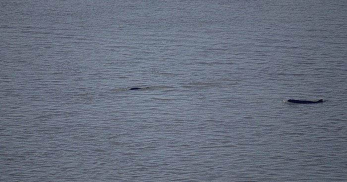 Mekong: Irrawaddy-Süßwasserdelfine Kratie