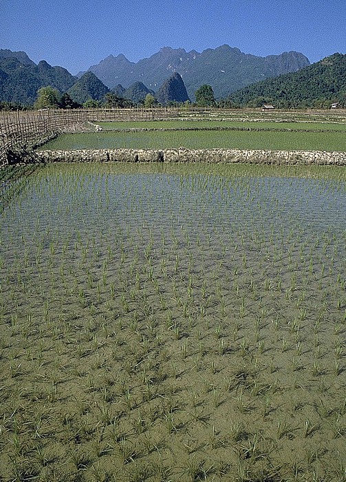 Vang Vieng Reisfelder