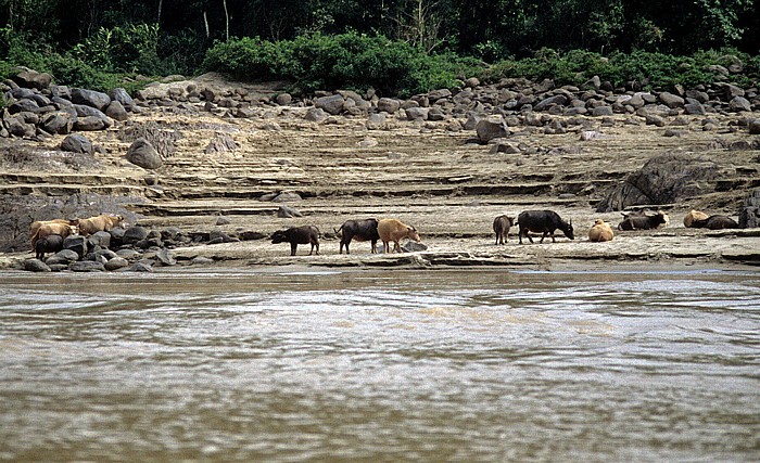 Wasserbüffel Mekong