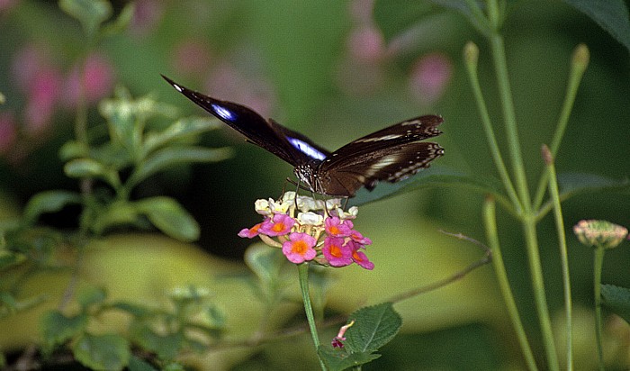 Kuala Lumpur Schmetterlingspark