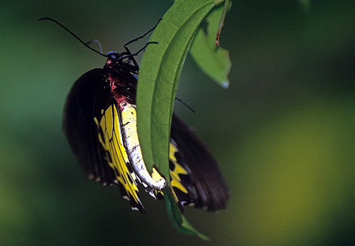 Schmetterlingspark Kuala Lumpur