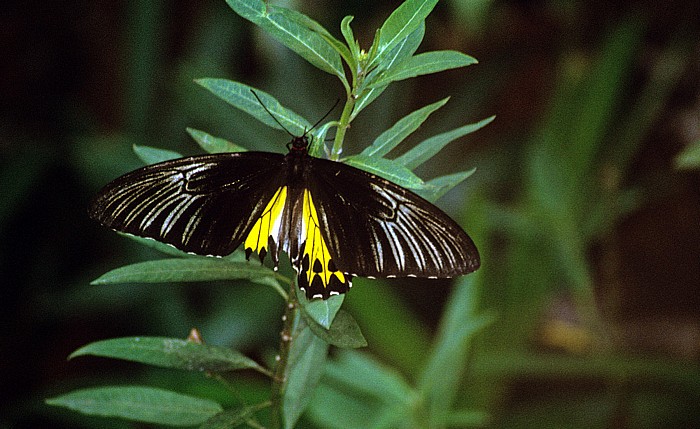 Schmetterlingspark Kuala Lumpur