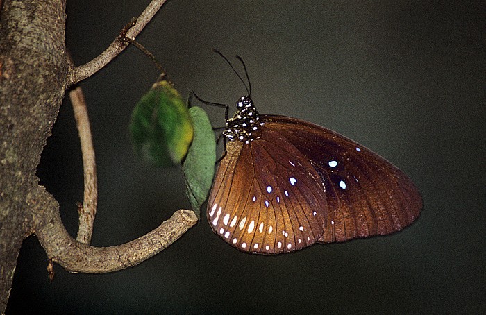 Schmetterlingspark Kuala Lumpur