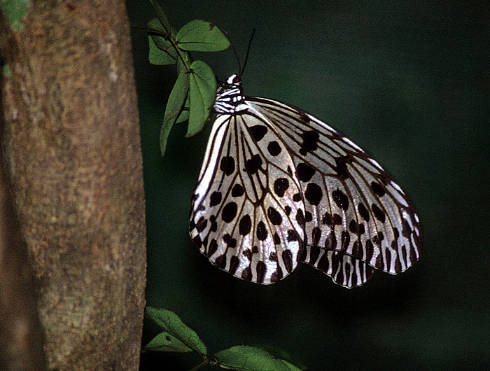 Schmetterlingspark Kuala Lumpur