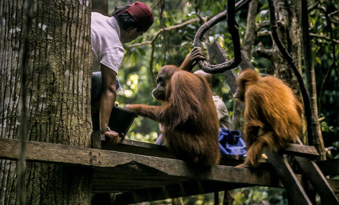 Bukit Lawang Nationalpark Gunung Leuser (Taman Nasional Gunung Leuser): Orang-Utan-Rehabilitationszentrum mit Sumatra-Orang-Utans (Pongo abelii)