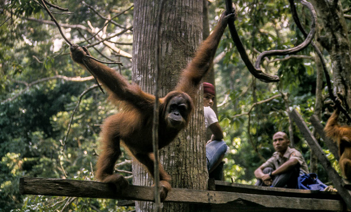 Bukit Lawang Nationalpark Gunung Leuser (Taman Nasional Gunung Leuser): Orang-Utan-Rehabilitationszentrum mit Sumatra-Orang-Utan (Pongo abelii)
