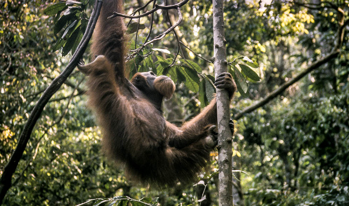 Bukit Lawang Nationalpark Gunung Leuser (Taman Nasional Gunung Leuser): Orang-Utan-Rehabilitationszentrum mit Sumatra-Orang-Utan (Pongo abelii)