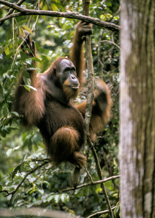 Nationalpark Gunung Leuser (Taman Nasional Gunung Leuser): Orang-Utan-Rehabilitationszentrum mit Sumatra-Orang-Utan (Pongo abelii) Bukit Lawang