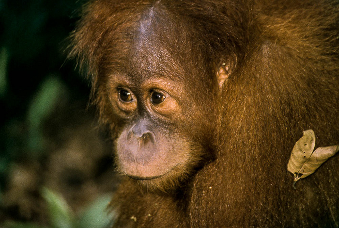 Bukit Lawang Nationalpark Gunung Leuser (Taman Nasional Gunung Leuser): Orang-Utan-Rehabilitationszentrum mit Sumatra-Orang-Utan (Pongo abelii)