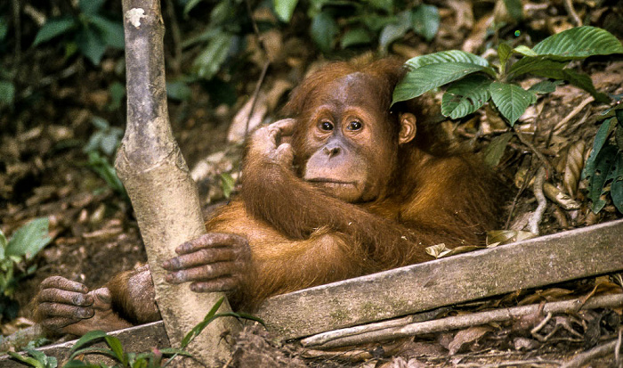 Nationalpark Gunung Leuser (Taman Nasional Gunung Leuser): Orang-Utan-Rehabilitationszentrum mit Sumatra-Orang-Utan (Pongo abelii) Bukit Lawang