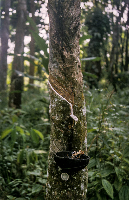 Nationalpark Gunung Leuser (Taman Nasional Gunung Leuser): Kautschuk-Plantage Bukit Lawang