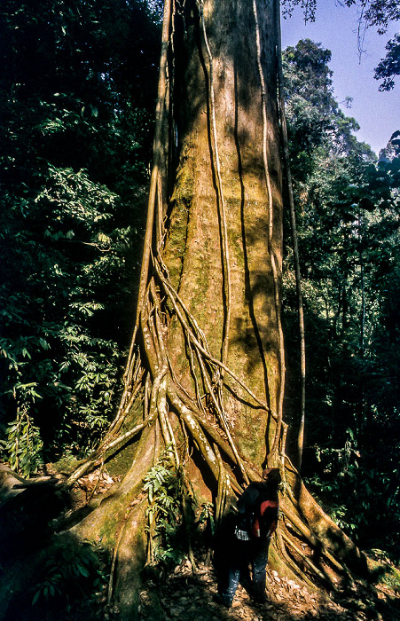 Bukit Lawang Nationalpark Gunung Leuser (Taman Nasional Gunung Leuser)