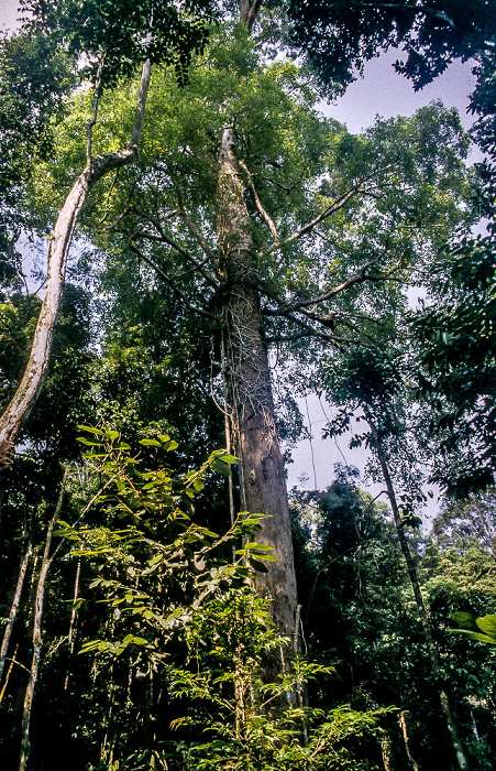 Nationalpark Gunung Leuser (Taman Nasional Gunung Leuser) Bukit Lawang