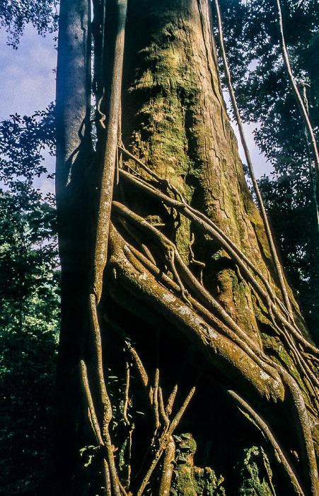 Nationalpark Gunung Leuser (Taman Nasional Gunung Leuser) Bukit Lawang