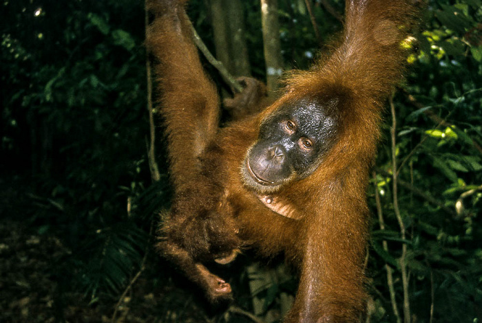 Tropische Regenwälder auf Sumatra