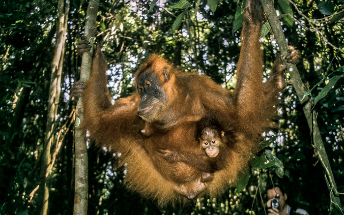 Bukit Lawang Nationalpark Gunung Leuser (Taman Nasional Gunung Leuser): Sumatra-Orang-Utans (Pongo abelii)