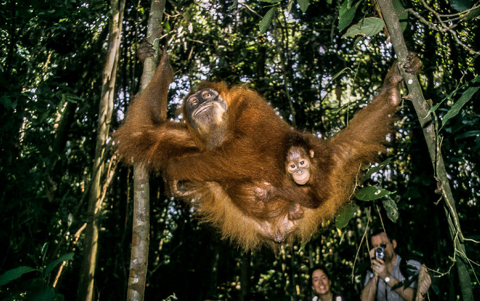 Nationalpark Gunung Leuser (Taman Nasional Gunung Leuser): Sumatra-Orang-Utans (Pongo abelii) Bukit Lawang