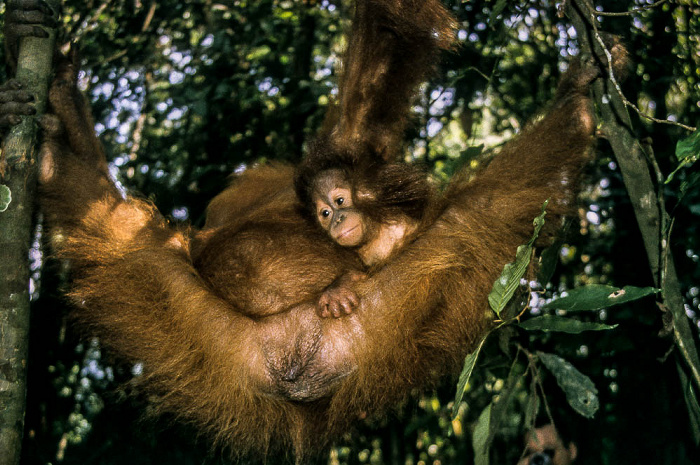 Nationalpark Gunung Leuser (Taman Nasional Gunung Leuser): Sumatra-Orang-Utans (Pongo abelii) Bukit Lawang