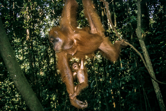 Bukit Lawang Nationalpark Gunung Leuser (Taman Nasional Gunung Leuser): Sumatra-Orang-Utans (Pongo abelii)