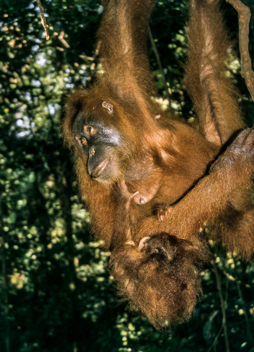 Nationalpark Gunung Leuser (Taman Nasional Gunung Leuser): Sumatra-Orang-Utans (Pongo abelii) Bukit Lawang