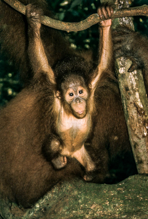 Bukit Lawang Nationalpark Gunung Leuser (Taman Nasional Gunung Leuser): Sumatra-Orang-Utans (Pongo abelii)