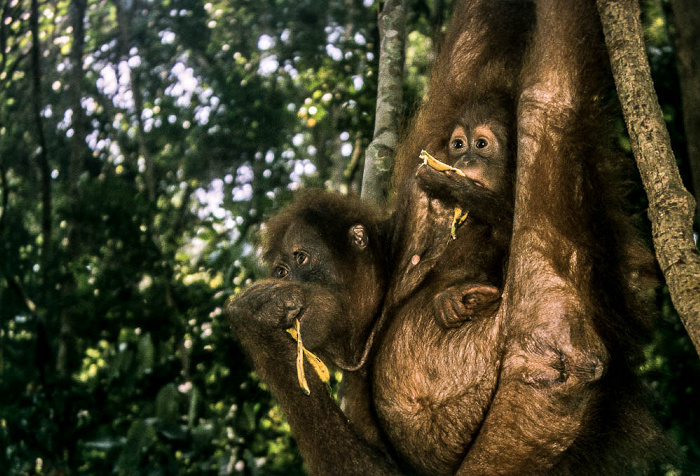 Bukit Lawang Nationalpark Gunung Leuser (Taman Nasional Gunung Leuser): Sumatra-Orang-Utans (Pongo abelii)